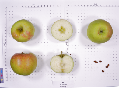 Click for 2 image(s) for this accession. FRUIT